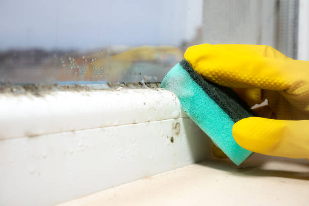 Best Basement Mold Remediation in Rpinteria, CA