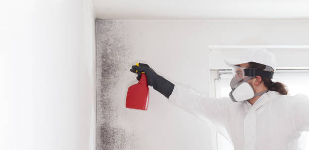 Reliable Carpinteria, CA Mold Remediation Solutions